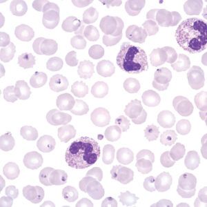 Field Stain B (For Microscopy)