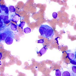 Field Stain A (For Microscopy)