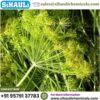 Anethi Oil